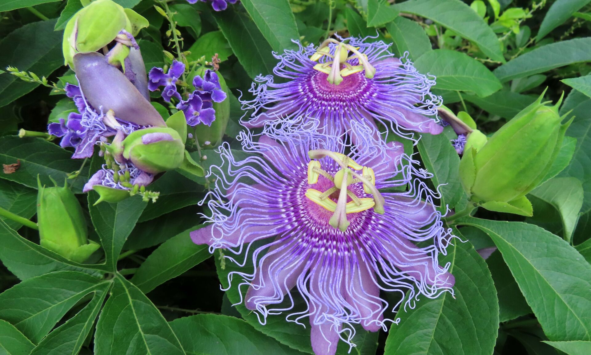Purple passiflora flowers in Florida zoologilcal garden, closeup