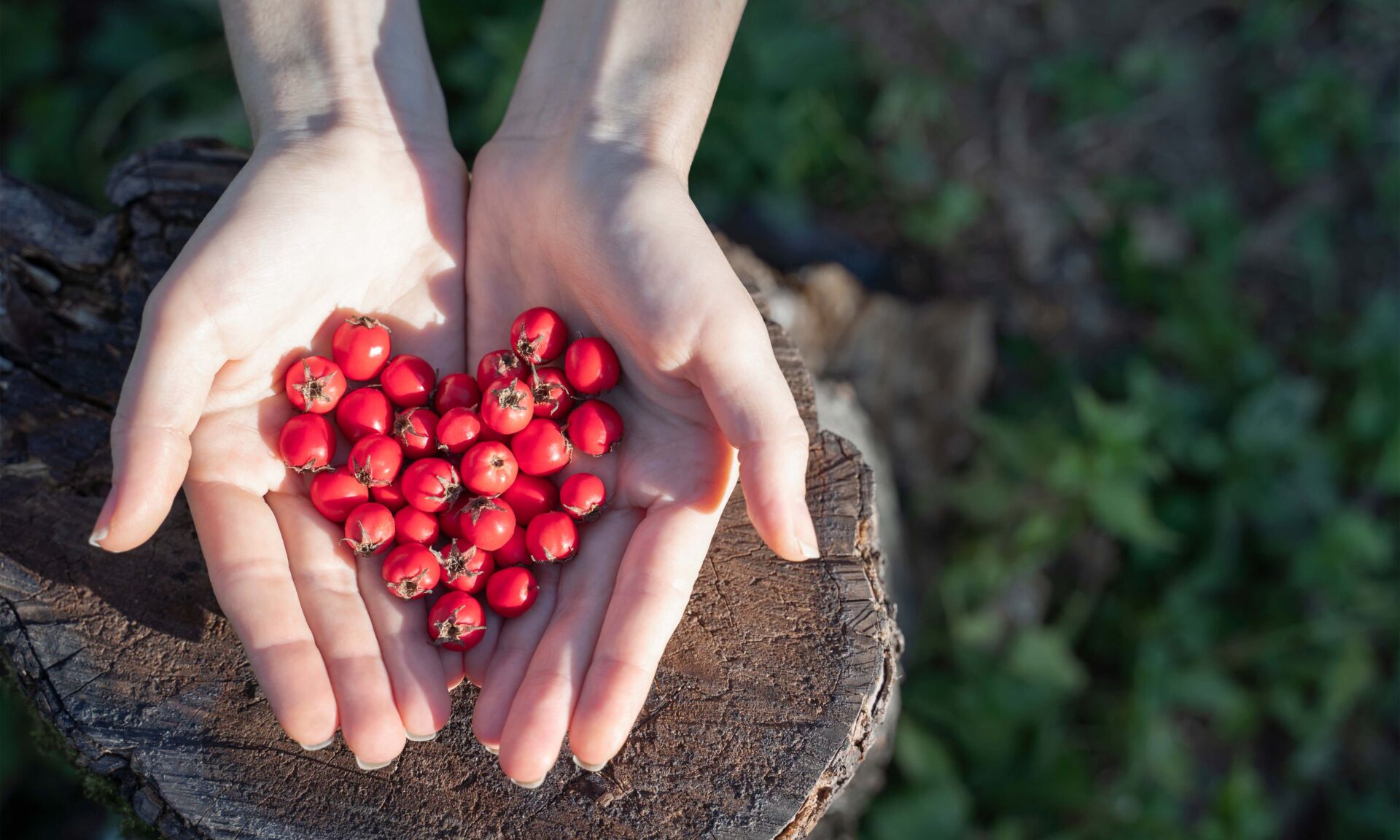 Woman hands holding hawthorn berry heart shape on a wood forest