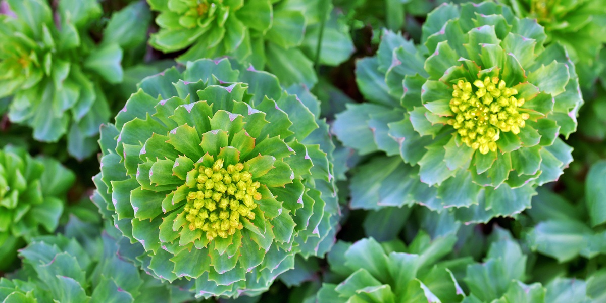 rhodiola