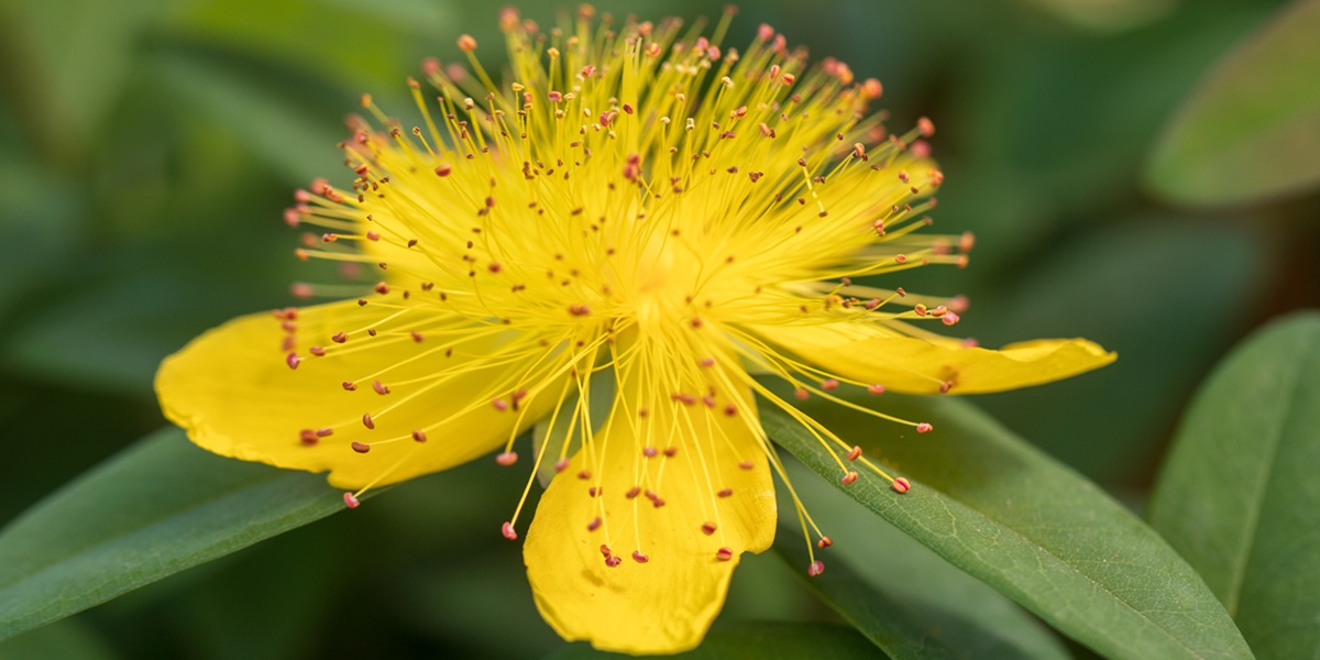 St.John's wort
