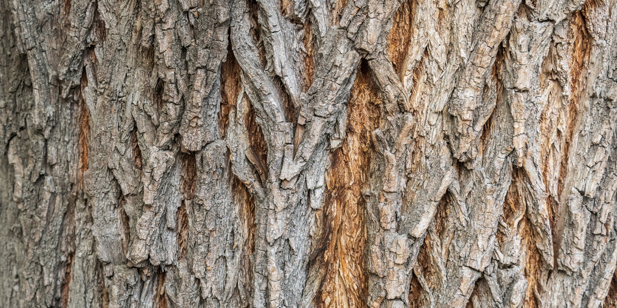 Willow Bark