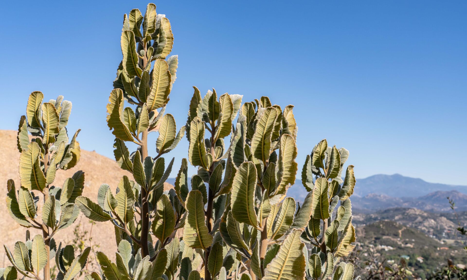 Eriodictyon crassifolium, or thickleaf yerba santa, is a shrub i