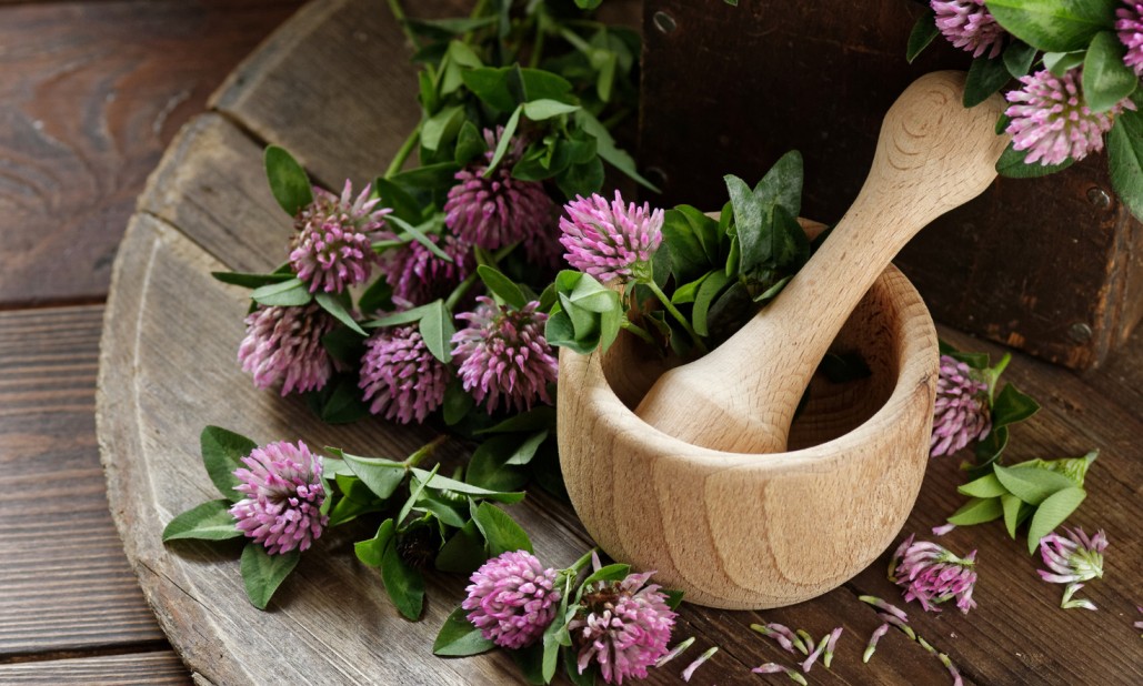 REd clover