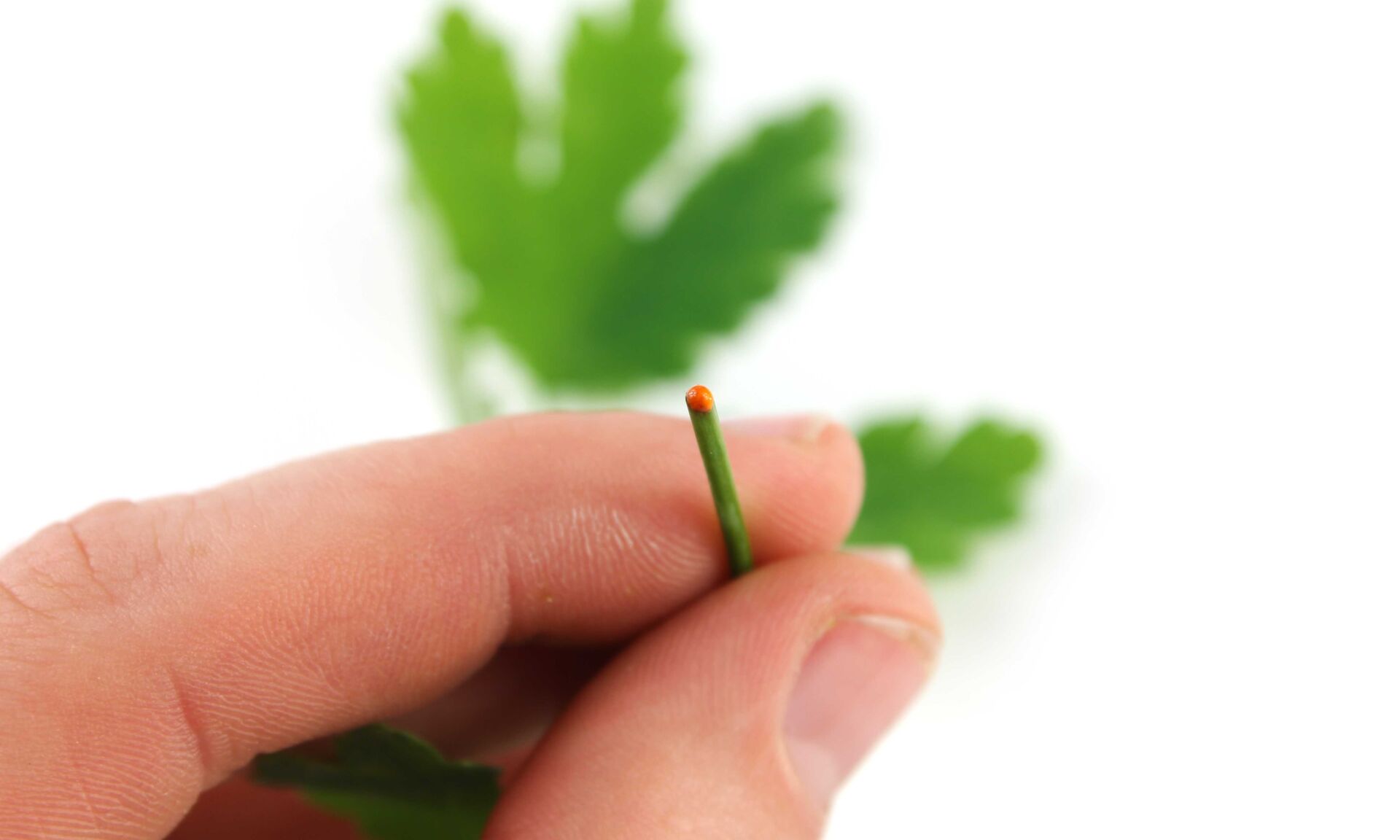 Calendine herb in hand isolated on white background. Orange liquid on the wart.