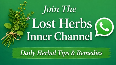 Join The Lost Herbs WhatsApp Community