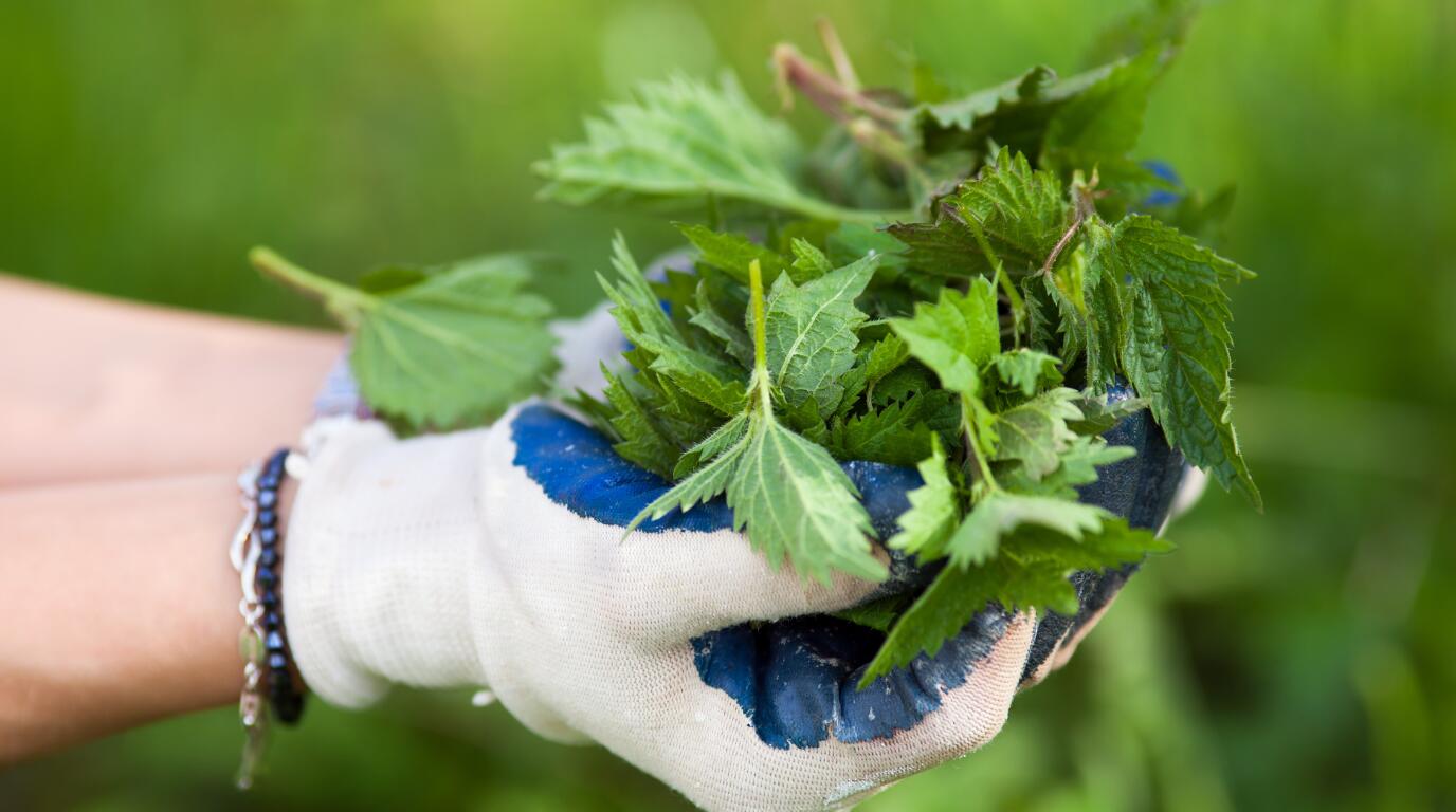 nettles handpicked with gloves