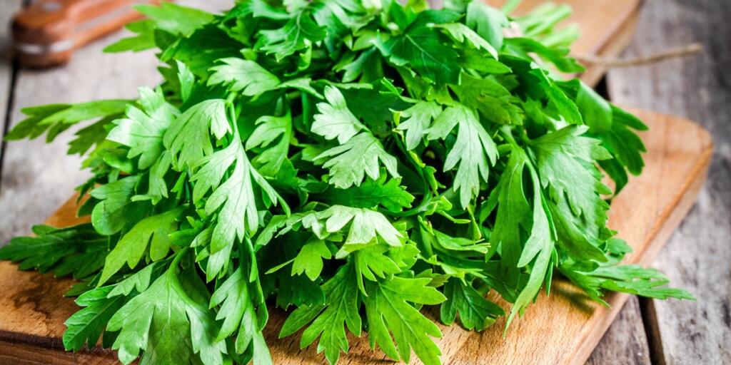 organic fresh bunch of parsley closeup