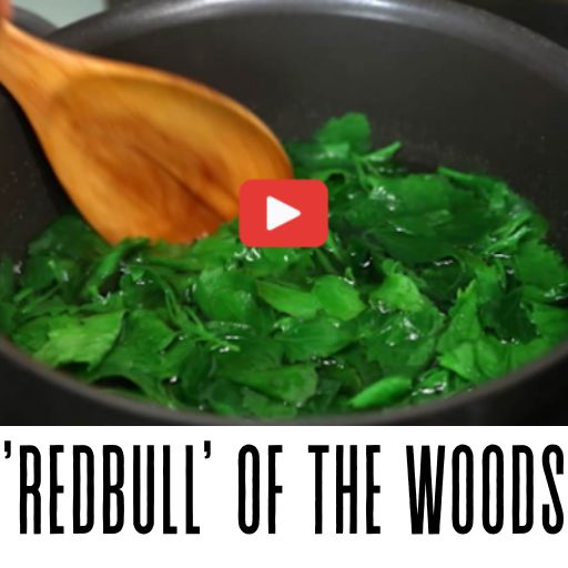 redbull of the woods banner