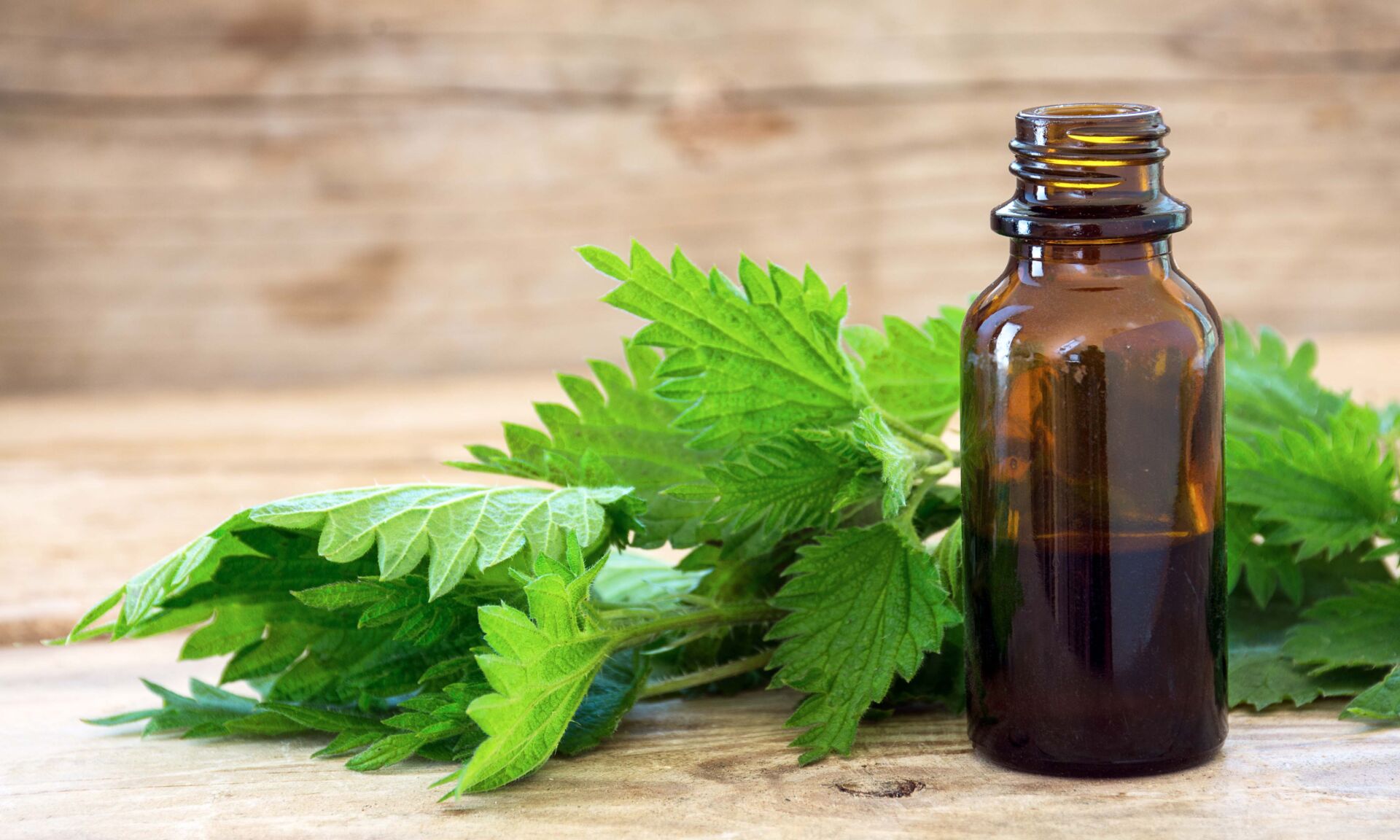 nettle essence oil in a small bottle and fresh leaves on rustic wood, medicinal herb for health and beauty, copy space, selected focus, narrow depth of field
