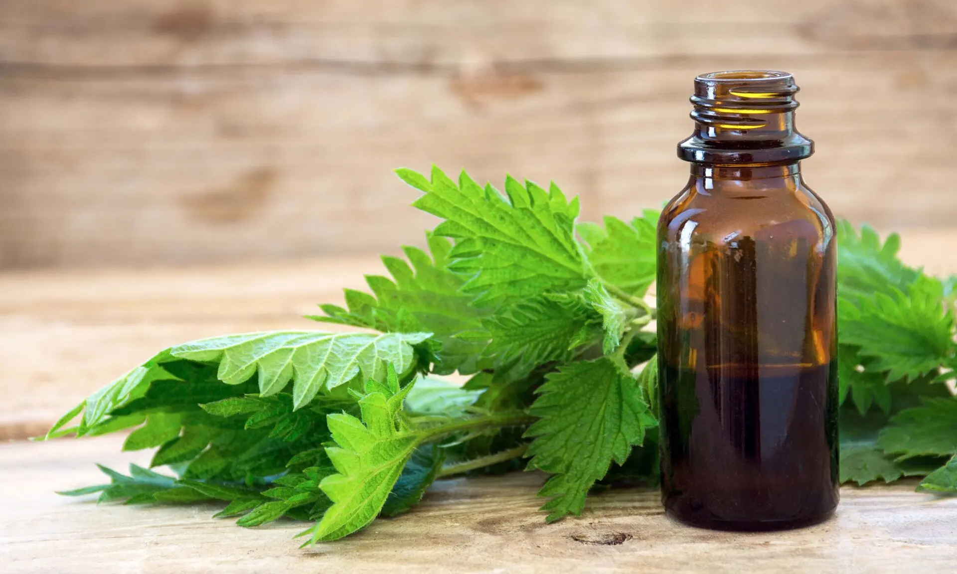 nettle essence oil in a small bottle and fresh leaves on rustic wood, medicinal herb for health and beauty, copy space, selected focus, narrow depth of field