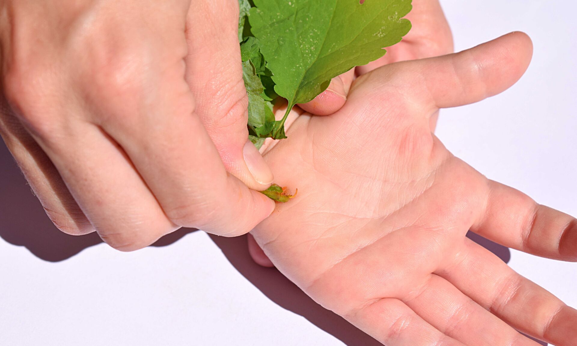 A woman heals a wart on the hand of a child with celandine juice
