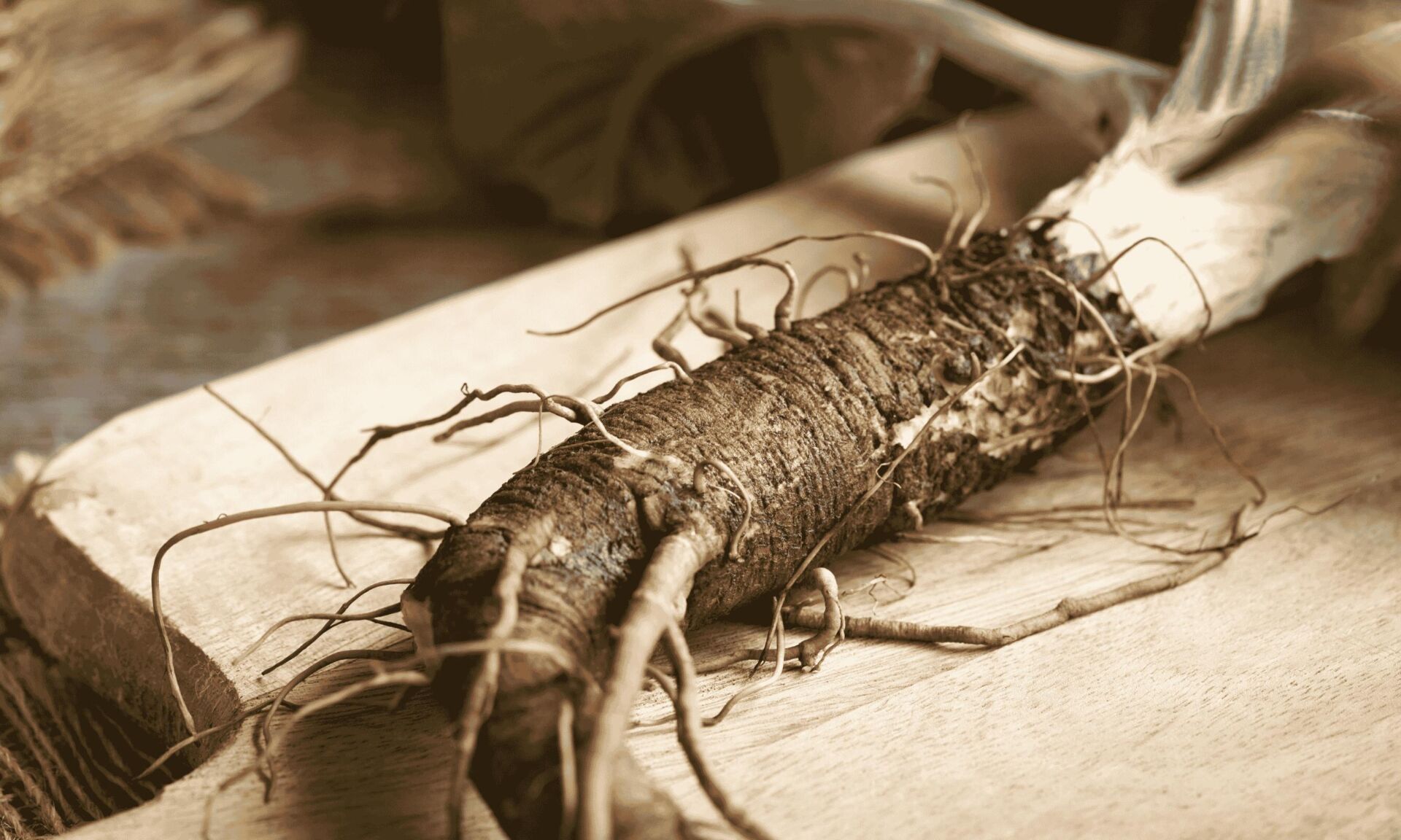 Butdock Root