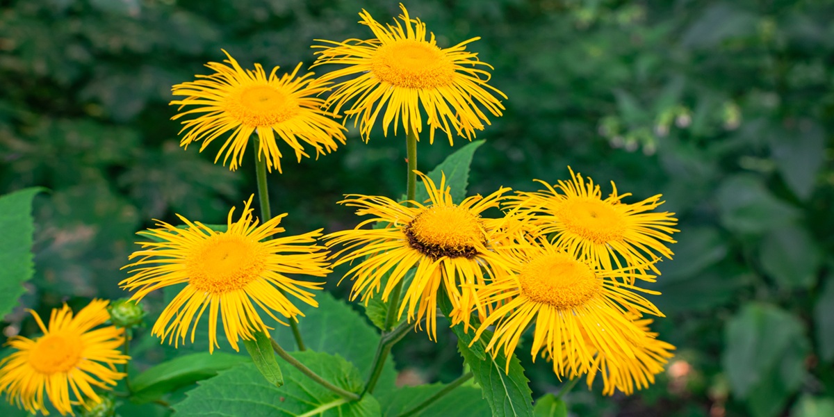 Elecampane flowers blooming, (Inula helenium), with green leaves background