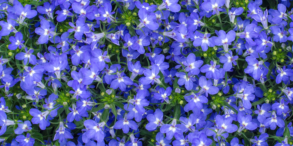 blue lobelia flowers