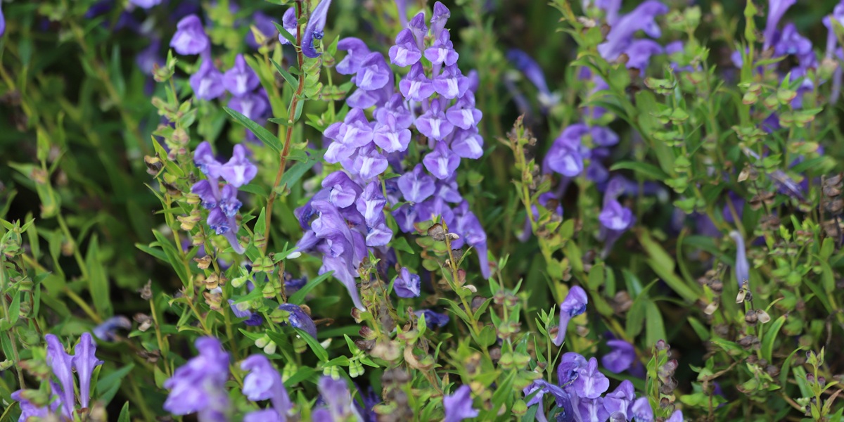 Baikal skullcap, scutellaria baicalensis, medicinal plant.