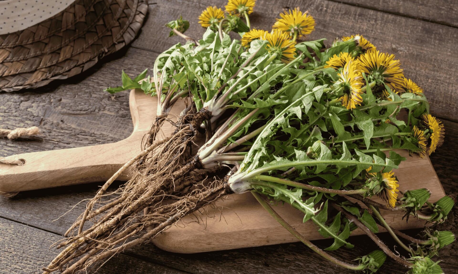dandelion root