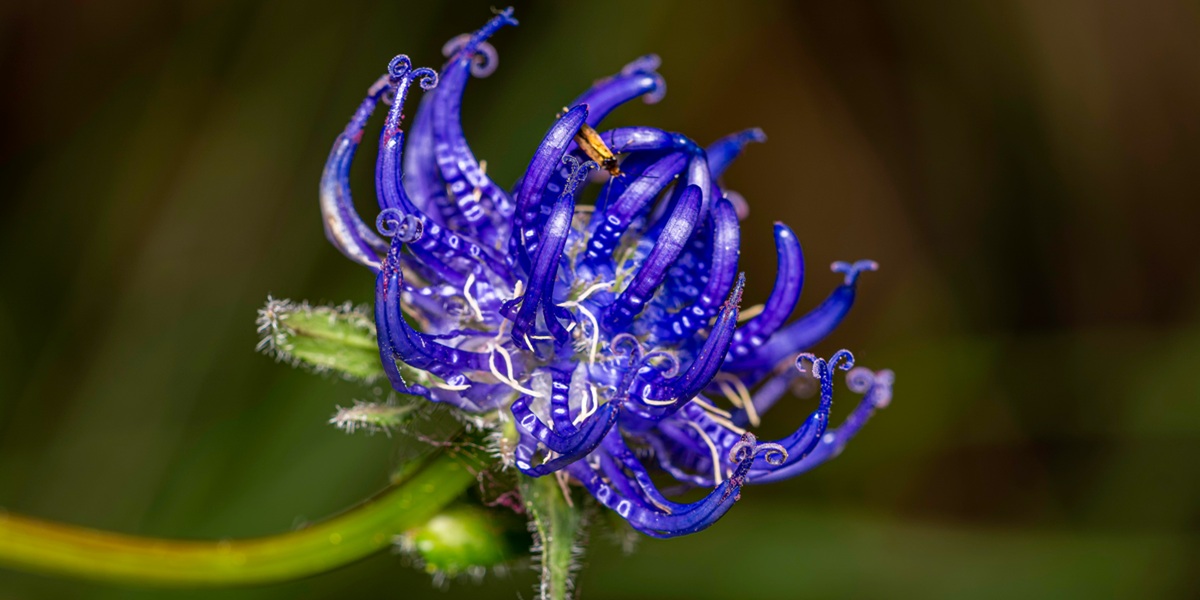 close-up of a blossom of  round-headed rampion or devils claw - Phyteuma orbiculare