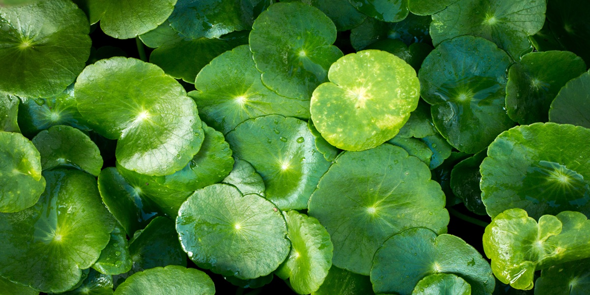 Close up water drop on Gotu kola leaves