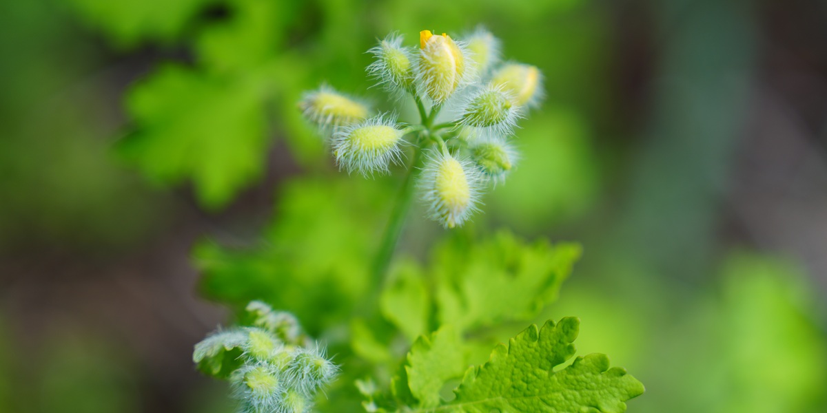 Macro close-up of yellow greater celandine (Chelidonium majus) wildflower with soft green bokeh background, selective focus, natural spring plant detail