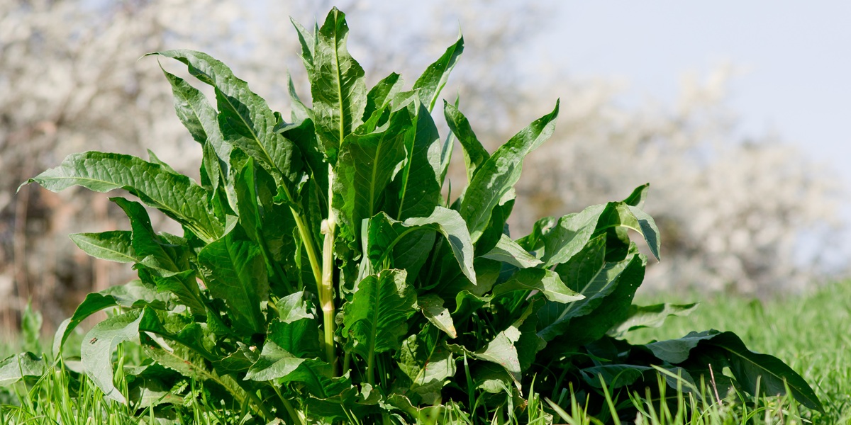 Meadow dock (Rumex obtusifolius L.)