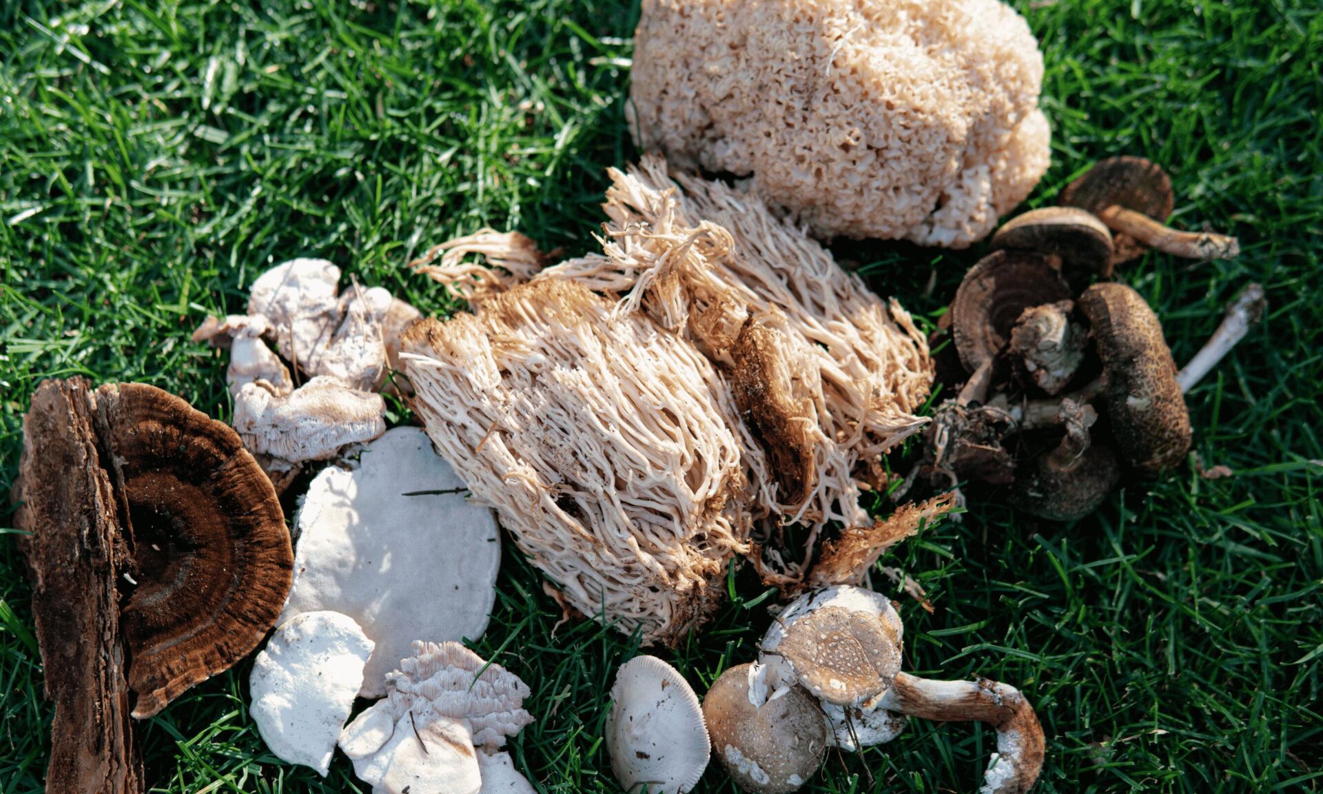 medicinal mushrooms