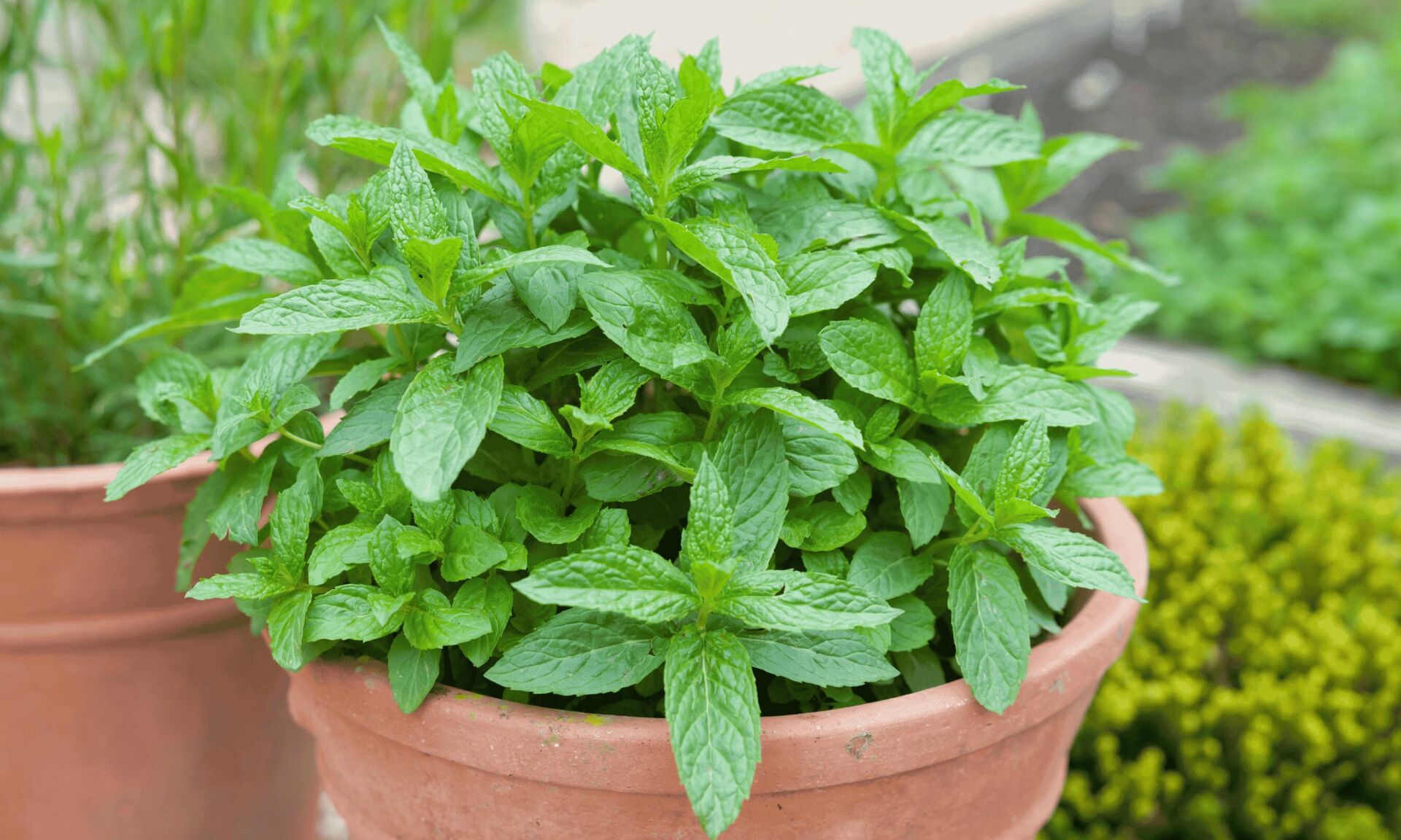 mint