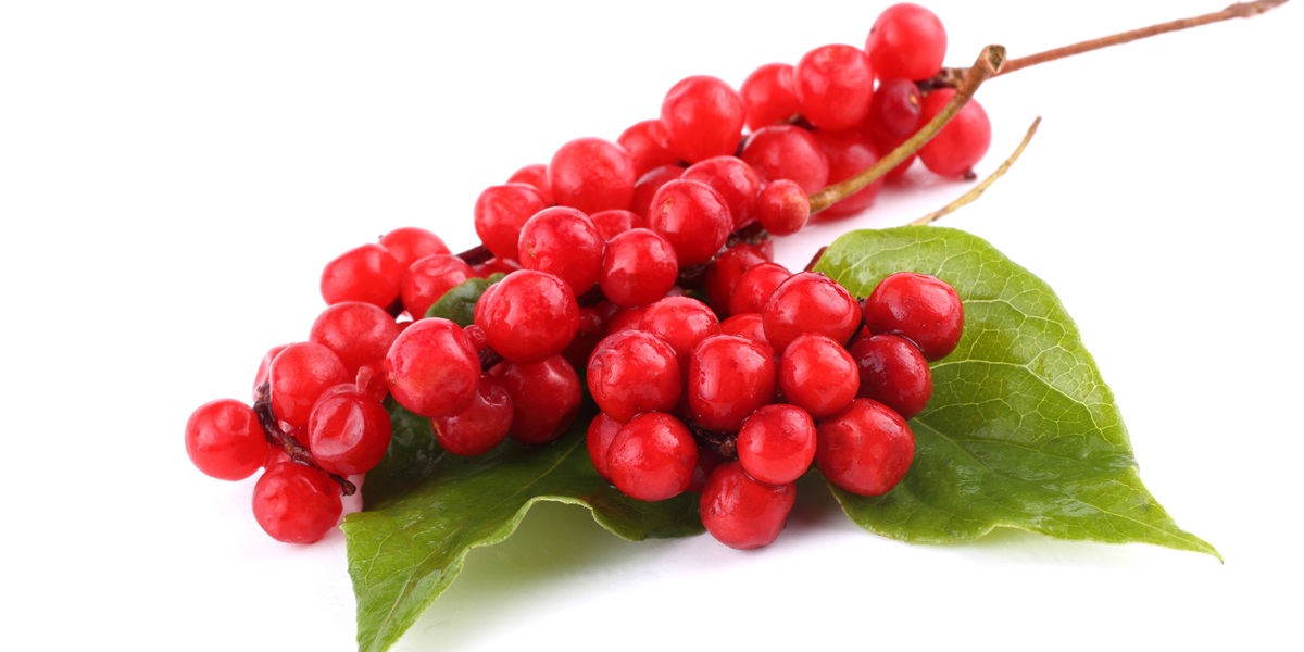 Schisandra Chinensis isolated on white