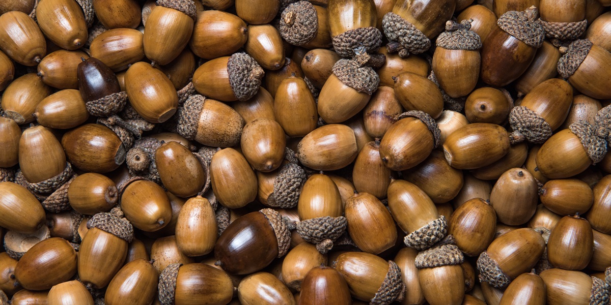 Acorns and acorns