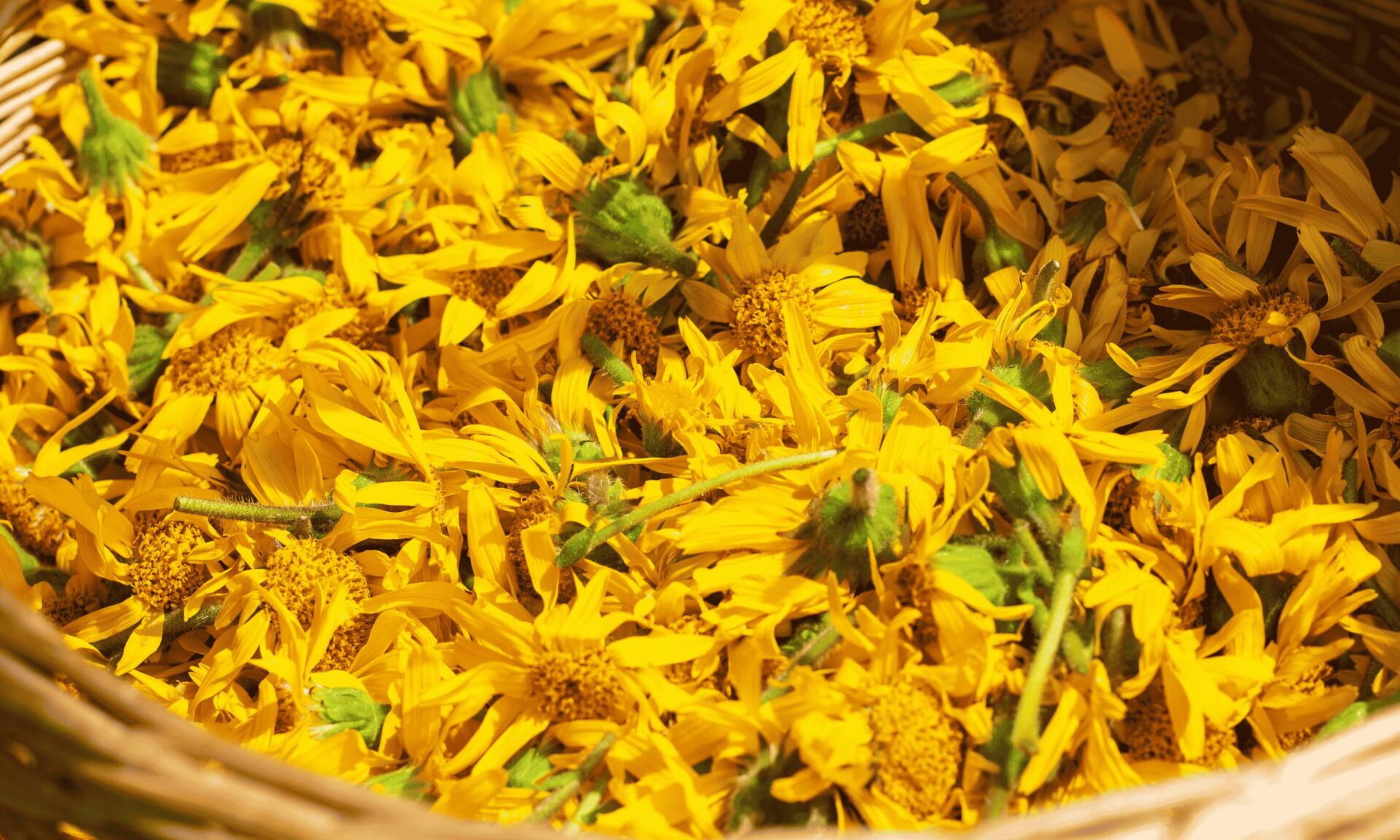 arnica