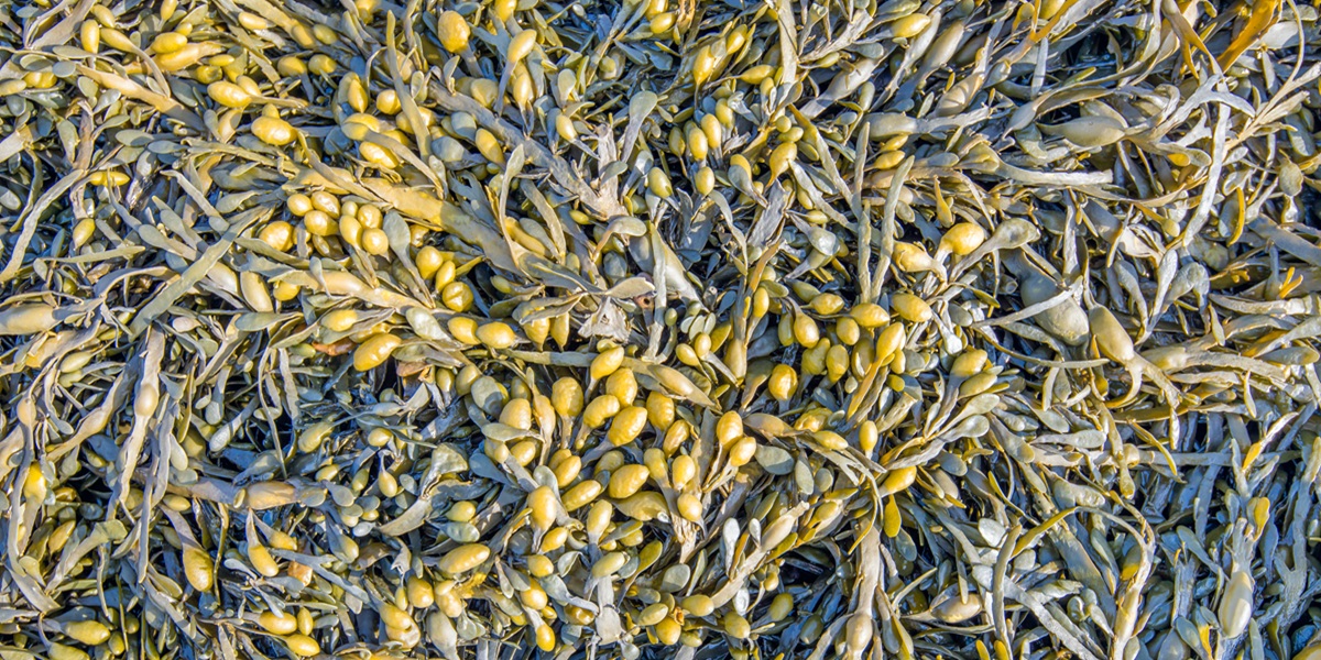 Colorful bladderwrack from close