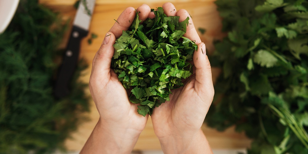 Female hands with handful of chopped coriander leaves