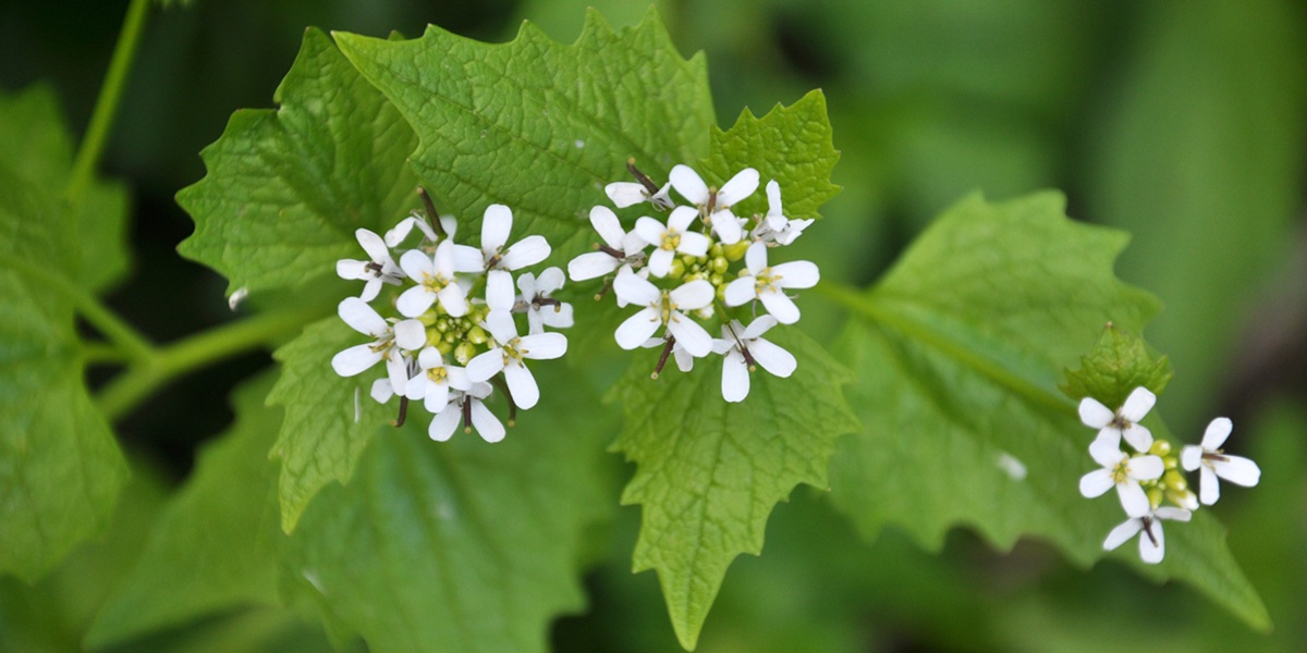 Garlic mustard (Alliaria petiolata) grows in the wild