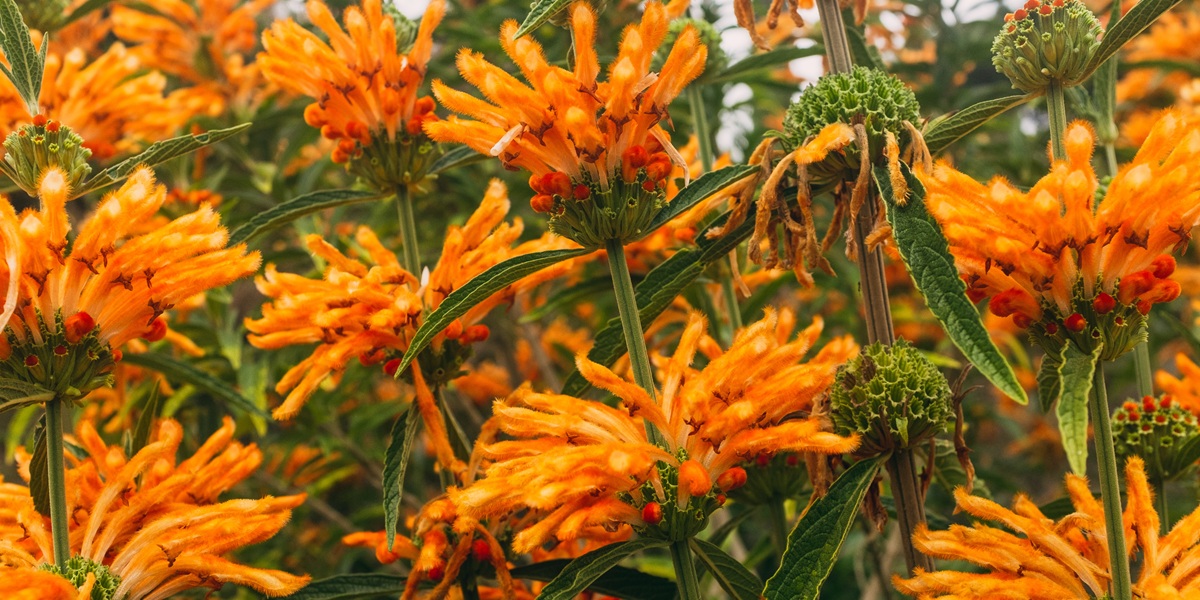 leonotis leonurus medicinal large orange flowers