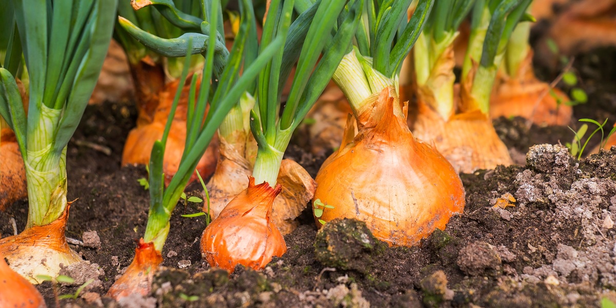 onion plantation in the vegetable garden agriculture