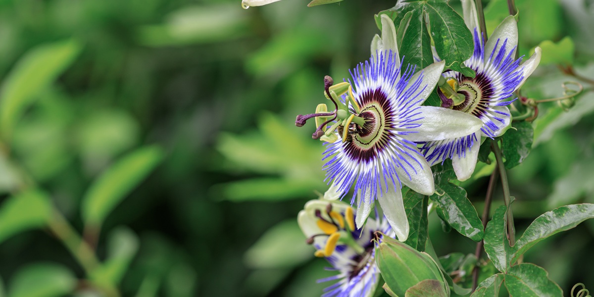 passionflower