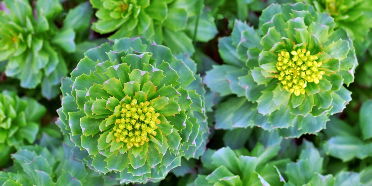 top view of rhodiola rosea sprouts in early spring