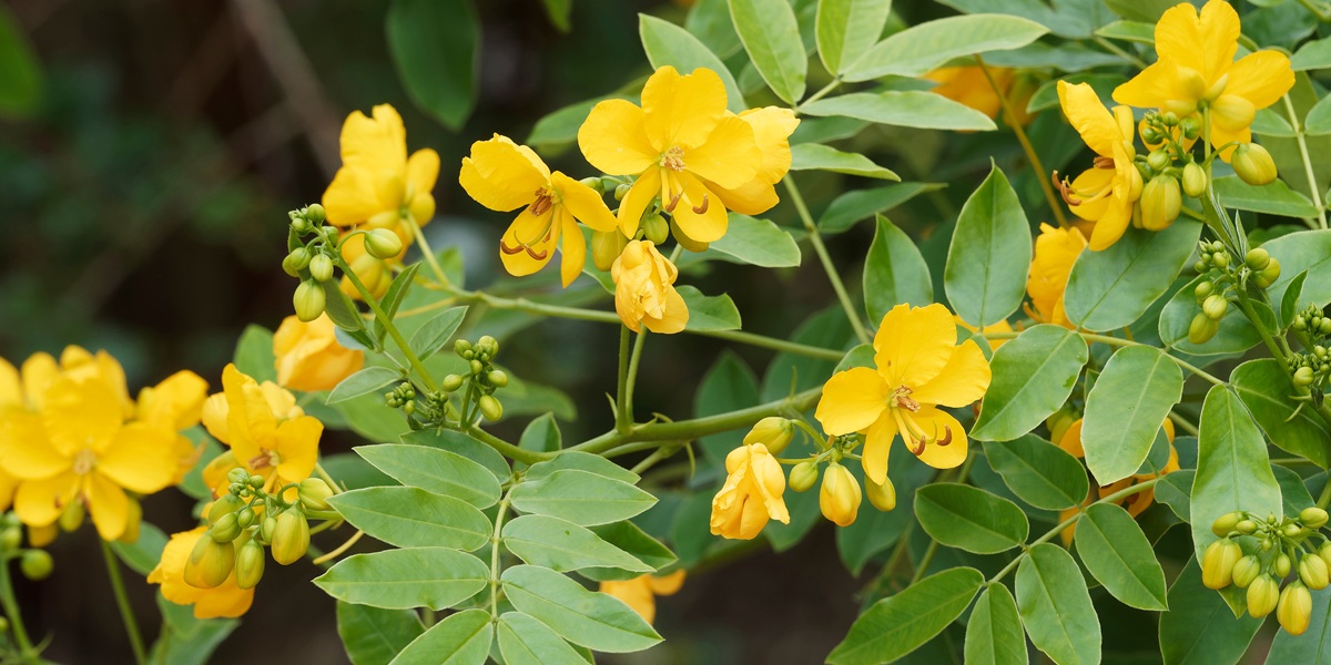 (Senna alexandrina) Alexandrinische Senna oder Alexandriner Cassia senna mit gelbe Blüten und grüne Blätter