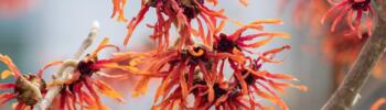 Hamamelis intermedia orange red winter spring flowering plant, group of amazing witch hazel Orange beauty flowers in bloom