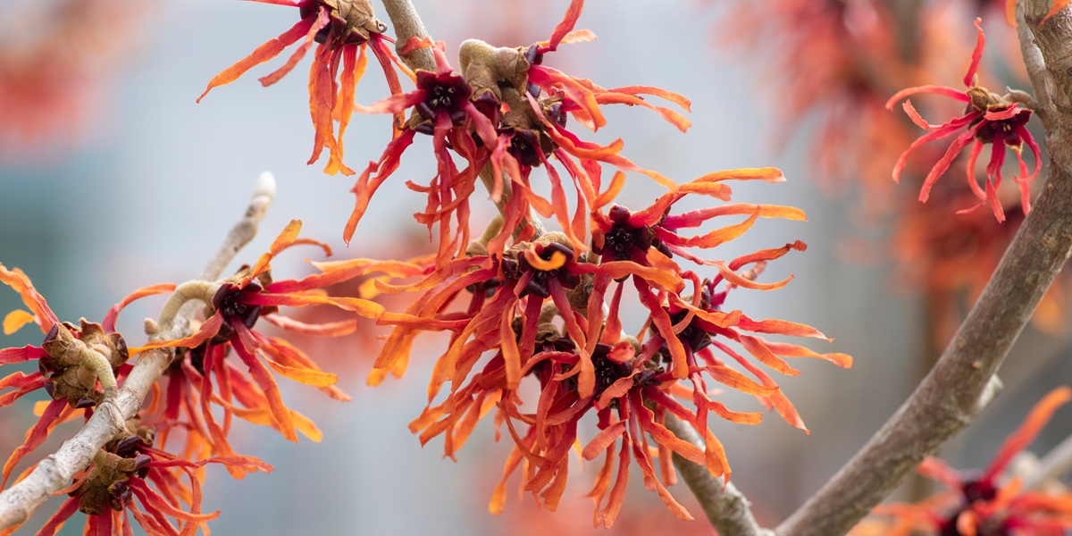 Hamamelis intermedia orange red winter spring flowering plant, group of amazing witch hazel Orange beauty flowers in bloom