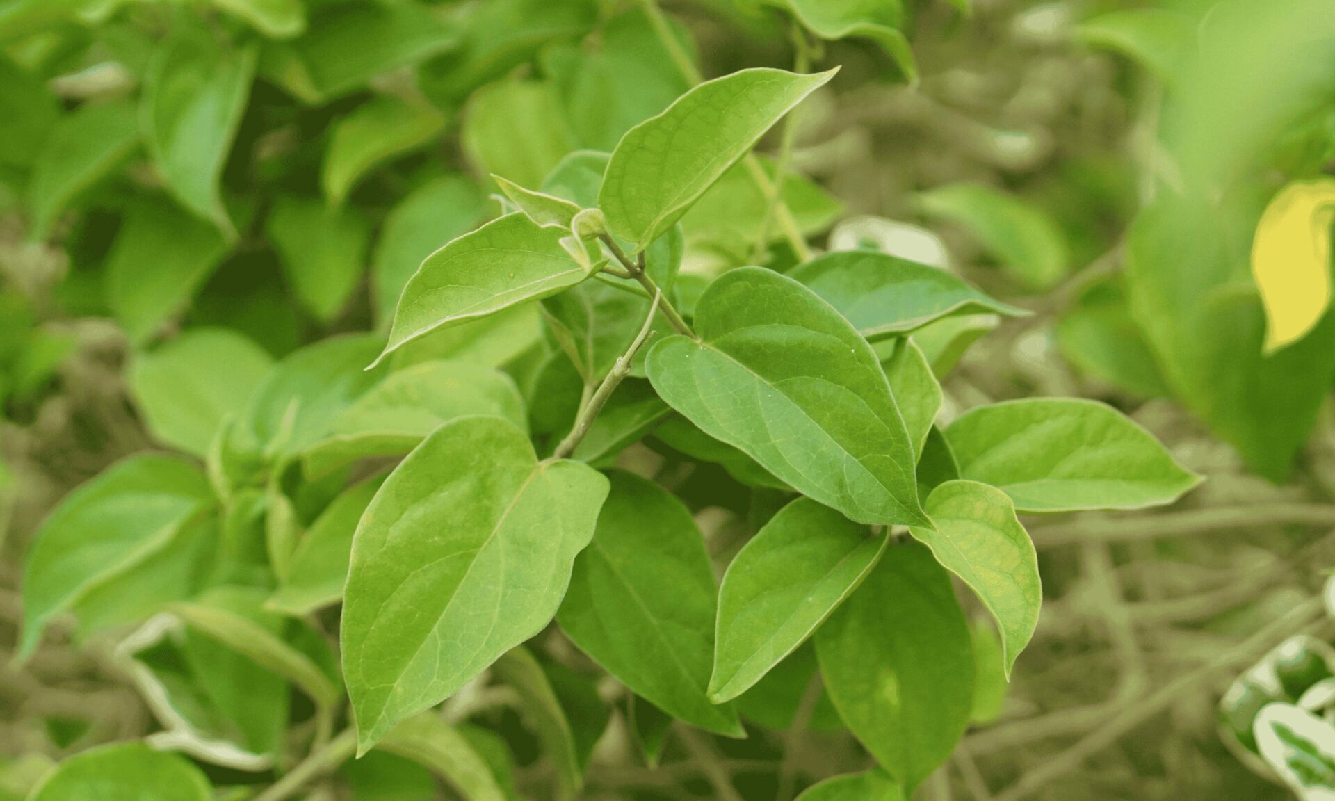 Gymnema sylvestre