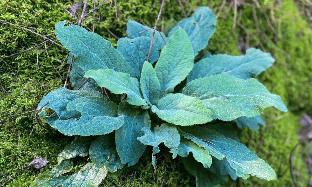 Mullein for Mucus
