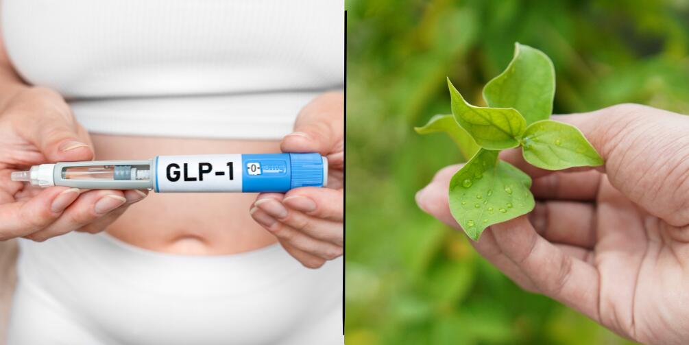 The GLP-1 Plant