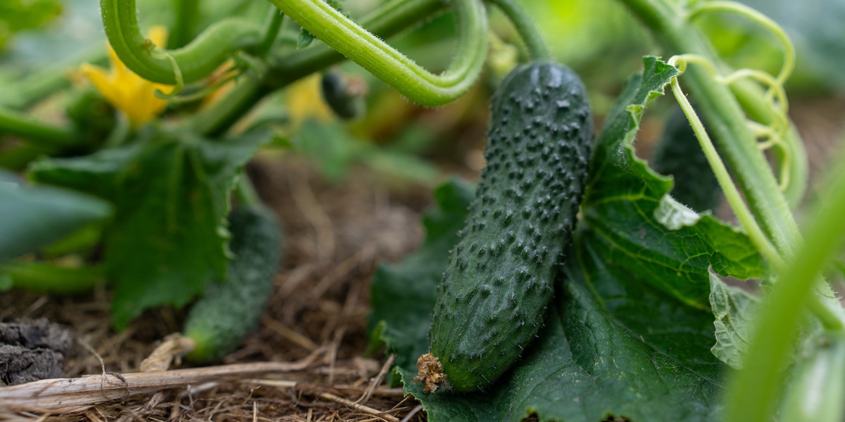 Young green pickle cucumber growing on a vine with a yellow flower in a vegetable garden, vertical close-up