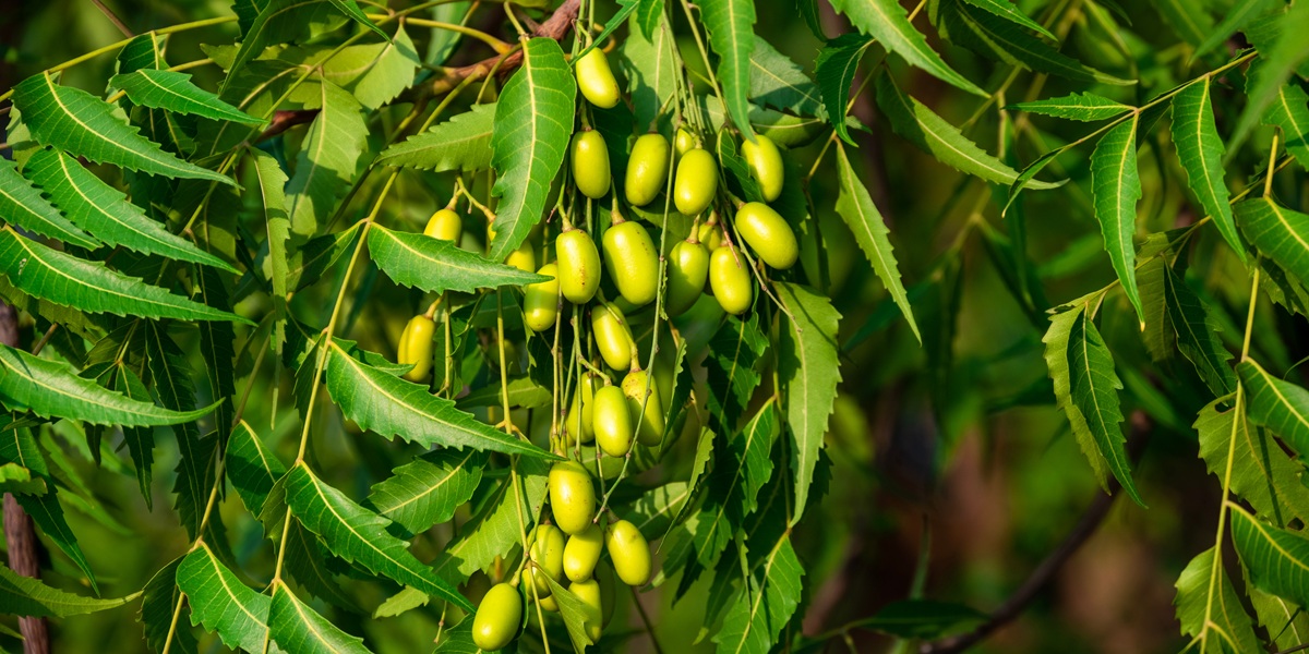 Fresh Neem fruit on tree with leaf on nature background, A leaves of neem tree and fruits growing natural medicinal