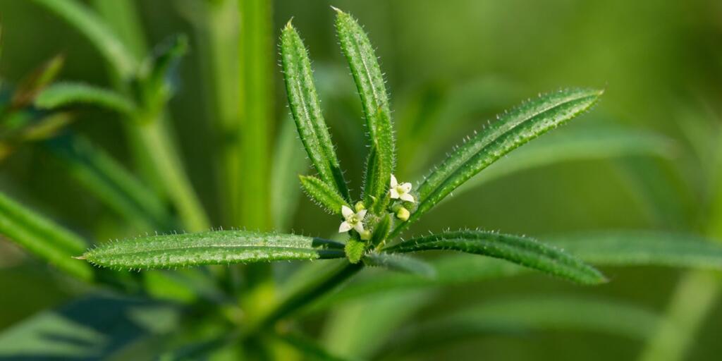 The Cleavers (Galium aparine) have been used in the traditional medicine for treatment of disorders of the diuretic, lymph systems and as a detoxifier. Cleavers (Galium aparine) flowers close-up.