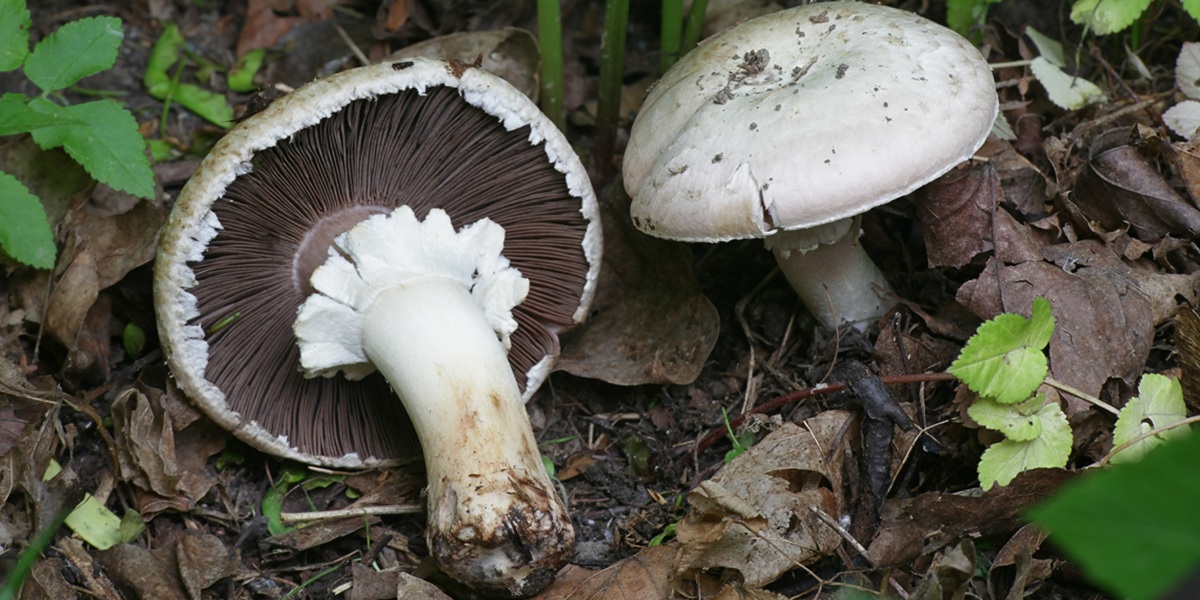 horse mushroom