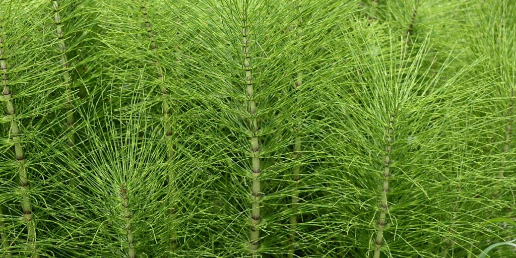 Closeup Equisetum telmateia known as great horsetail with blurred background in garden
