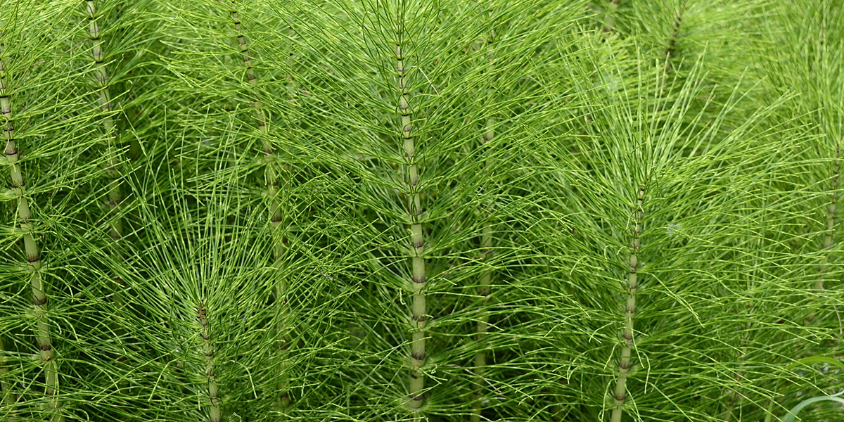 Closeup Equisetum telmateia known as great horsetail with blurred background in garden