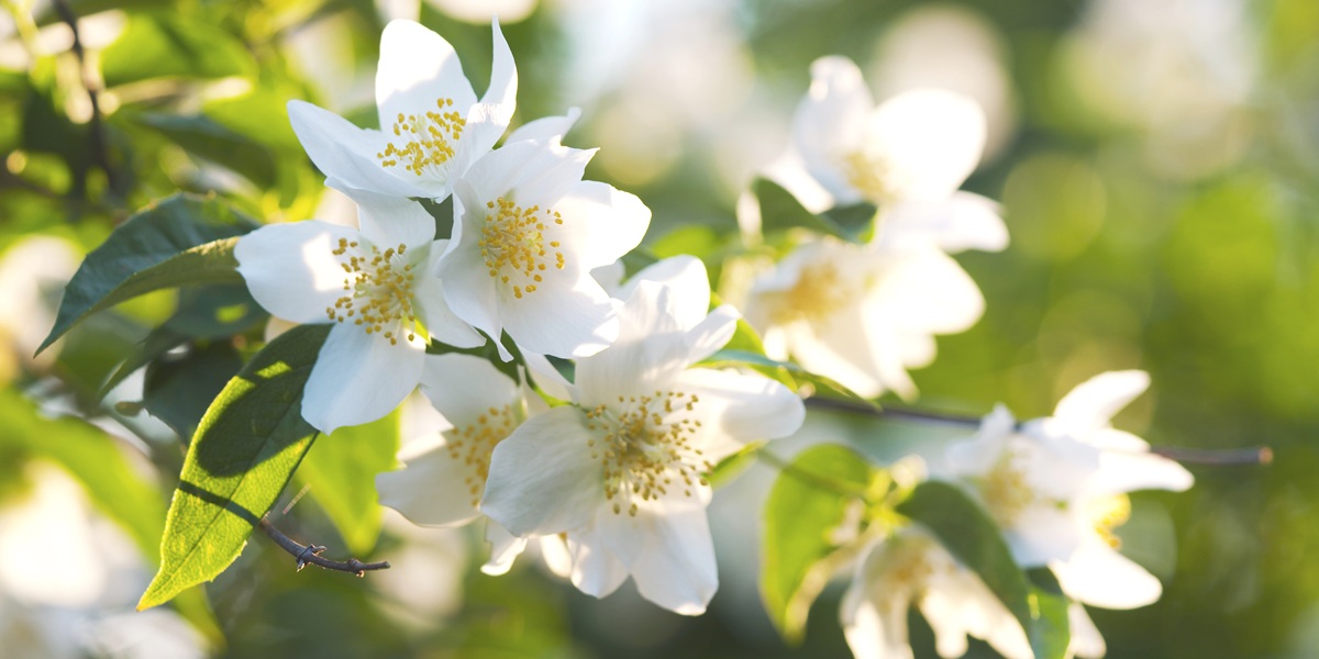 jasmine bush in warm sunset light
