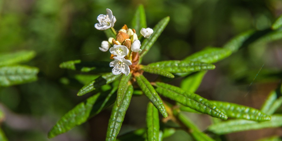Blooming Labrador Tea. Ledum, Wild rosemary